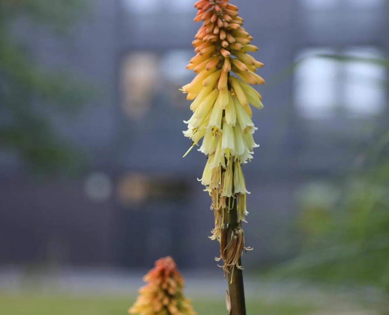 Goldcrest Village Apartments University Of Galway