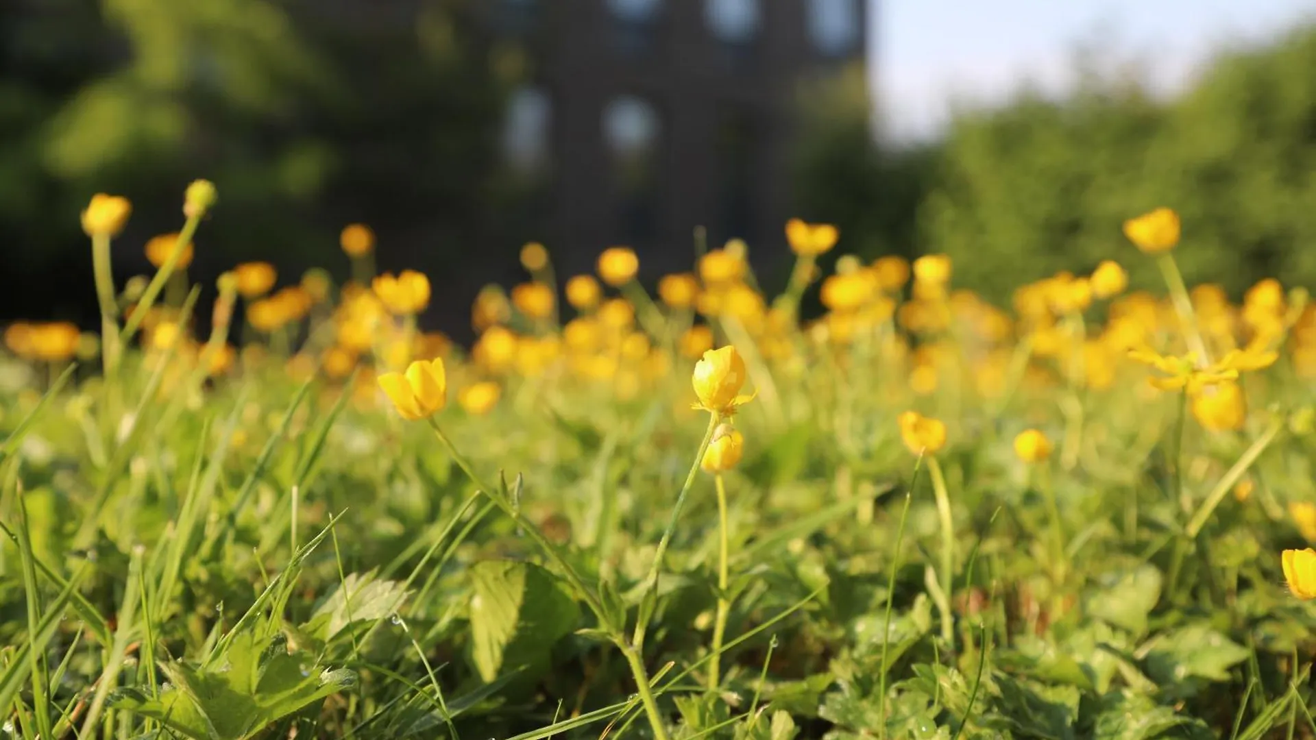 Goldcrest Village Apartments University Of Galway 0*,  Ireland